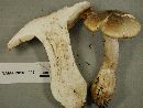 Tricholoma pardinum image