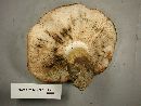 Tricholoma pessundatum image