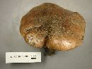 Tricholoma pessundatum image