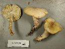 Tricholoma saponaceum image