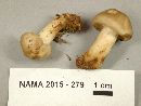 Tricholoma saponaceum image