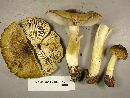 Tricholoma sejunctum image