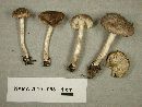 Tricholoma terreum image