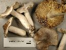 Tricholoma virgatum image