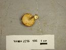 Tricholomopsis rutilans image