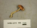 Tricholomopsis rutilans image