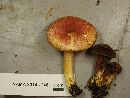 Tricholomopsis rutilans image