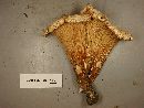 Gomphus kauffmanii image