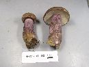 Tylopilus plumbeoviolaceus image