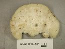 Tyromyces chioneus image