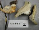 Tyromyces galactinus image