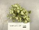 Usnea rigida image