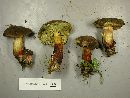 Boletus chrysenteron image