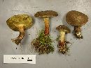 Boletus chrysenteron image