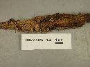 Xylobolus frustulatus image