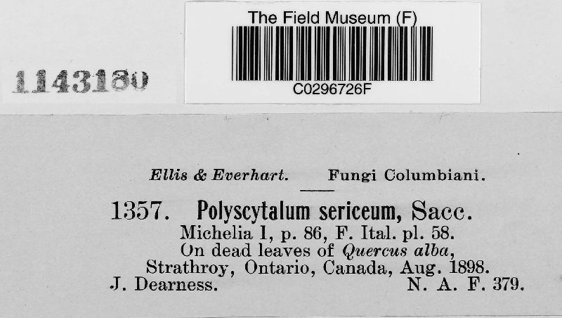 Polyscytalum sericeum image