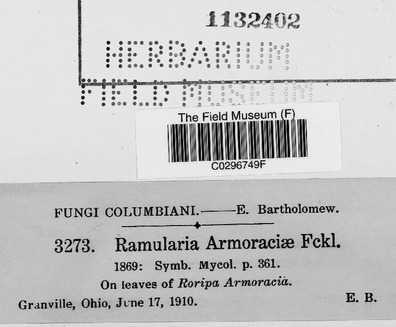 Ramularia armoraciae image