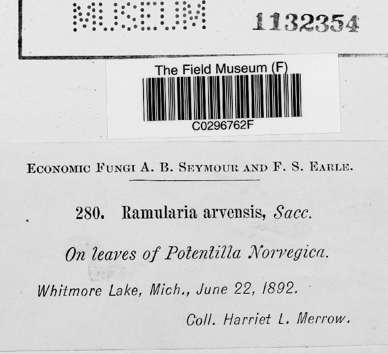 Ramularia arvensis image