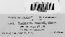 Ramularia desmodii image