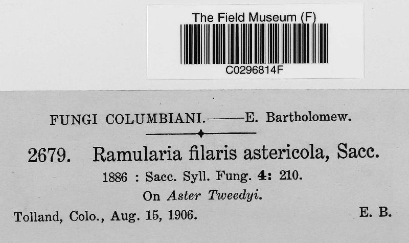 Ramularia filaris f. astericola image