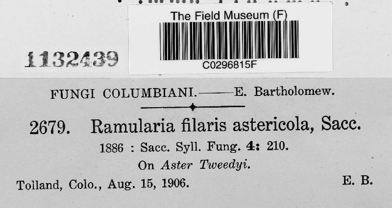 Ramularia filaris f. astericola image