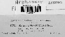 Ramularia heraclei image