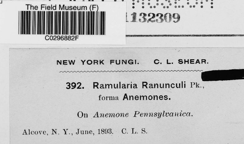 Ramularia didyma image