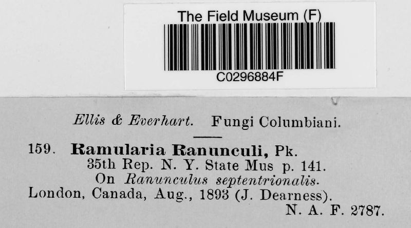 Ramularia didyma image