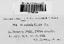 Ramularia urticae image