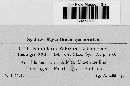 Ramularia adoxae image