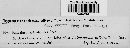 Ramularia cylindroides image