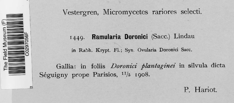 Ramularia doronici image