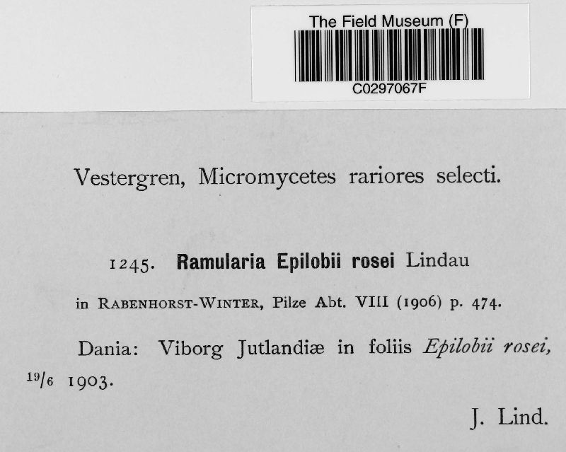 Ramularia epilobii-rosei image