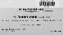 Ramularia evanida image
