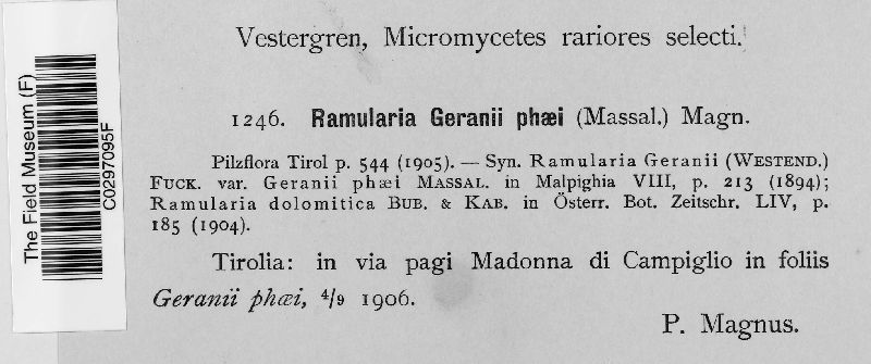 Ramularia geranii-phaei image