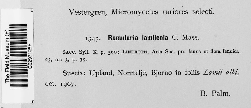 Ramularia lamiicola image