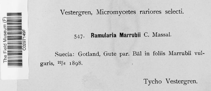 Ramularia marrubii image