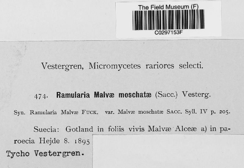 Ramularia malvae-moschatae image