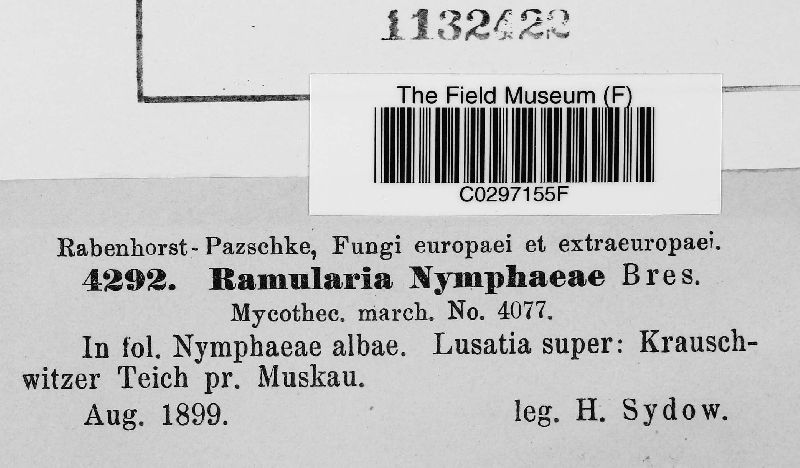 Ramularia nymphaeae image