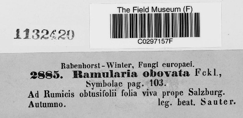 Ramularia obovata image