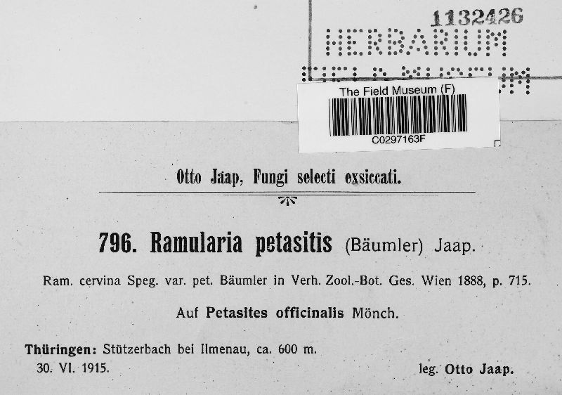 Ramularia petasitis image