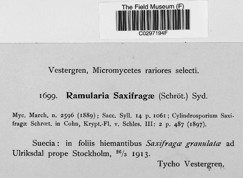 Ramularia saxifragae image