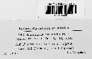 Ramularia variabilis image