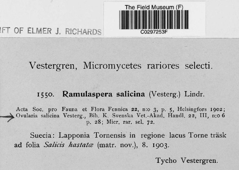 Ramulaspera salicina image