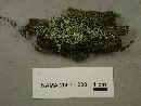 Cladonia ochrochlora image