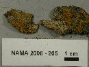 Xanthoria fulva image