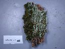 Cladonia sulphurina image