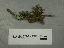 Tuckermannopsis chlorophylla image