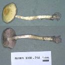 Agaricus auricolor image