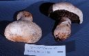 Agaricus bernardii image